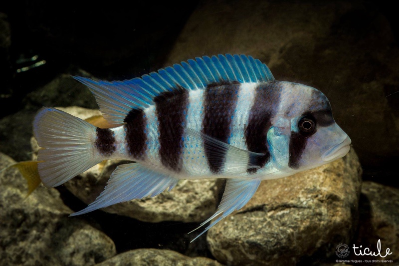 Cyphotilapia gibberosa 'Cape Mpimbwe'